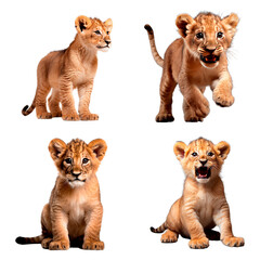 Set of Lion cub