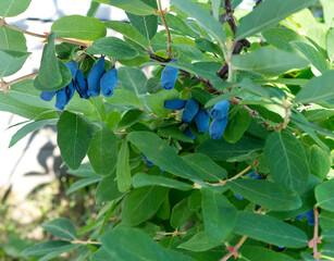 Honeysuckle blue berries