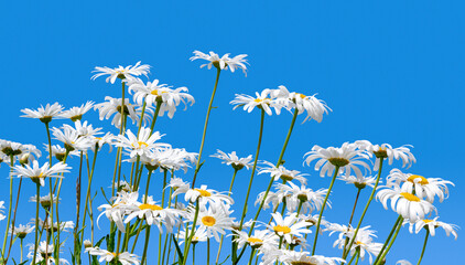 Daisies on a blue background.