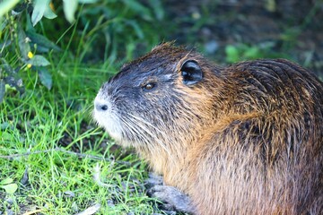 Nutria sitzt im Gras