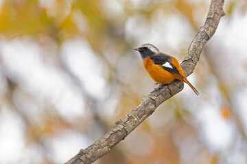Daurian redstart (Phoenicurus auroreus) perched on a tree branch.