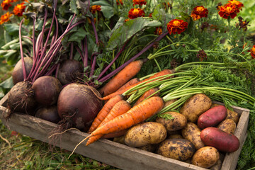 Organic seasonal root vegetables in wooden box in, harvesting, farming. Harvest of fresh carrot, beetroot and potato in garden with flowers in sunlight close up - obrazy, fototapety, plakaty