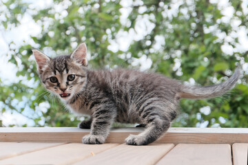 A cute striped gray kitten meows and wants to jump down. Fear of heights in animals.