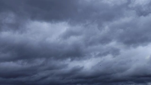 The birds fly in the black sky