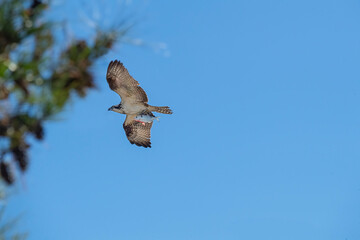 Osprey heads back to nest with shad in talons