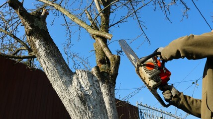 bottom view of a worker with a chainsaw sawing off tree branches in a garden or park, pruning trees in spring or autumn using a gasoline saw, a man cutting down tree branches with a saw - obrazy, fototapety, plakaty