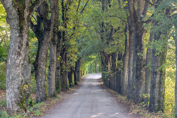 View of a wide avenue with tall trees on either side. The road is covered 
with beautiful orange-red fallen leaves, the trees are starting to get 
colorful, but a hint of green is visible.
Tunel-like 