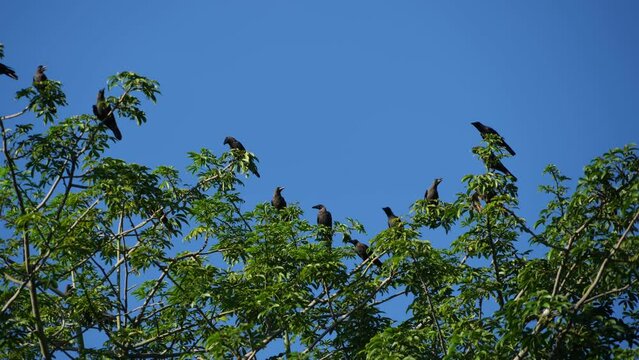 Relaxing slow motion crows stay at tree under clear blue sky.