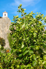 Fototapeta na wymiar Close-up of green citrus lemon fruits grows on a tree branch in a lemon grove. Unripe lemons.