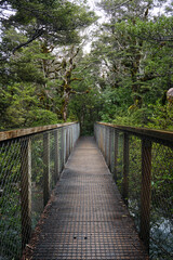 Fototapeta na wymiar wooden bridge in the forest in New Zealand