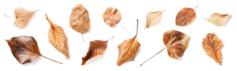 set / collection of autumn leaves in neutral colors / hues isolated over a transparent background, natural seasonal fall design elements, top view / flat lay, PNG