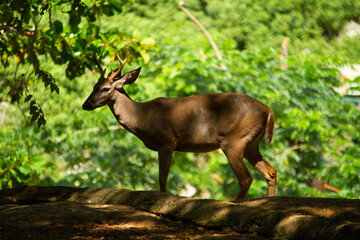 Deer at Zoo