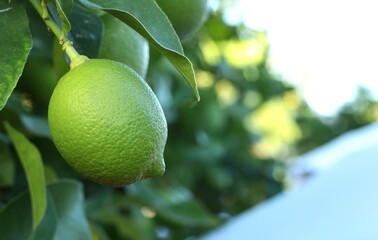 limon verde sin madurar en su limonero - obrazy, fototapety, plakaty