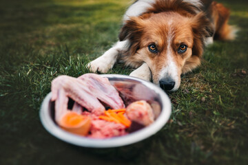 dog and bone