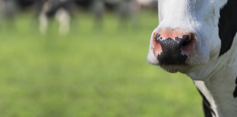 Close-up of the pink nose of a black and white cow lit by the sun in fresh green grass with other grazing blurred cows. Focus on the nose of the cow. Wide image, copy space