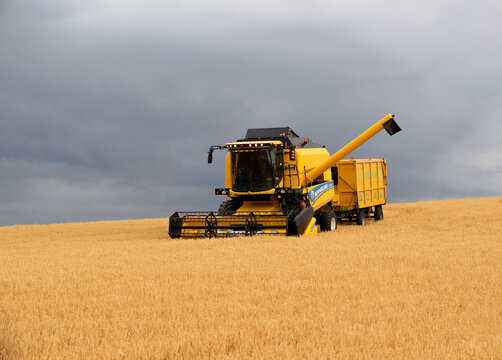 ‎30 ‎September ‎2021, Sivas - a combine harvester mowing a wheat field. Ripe wheat is being harvested in the field.