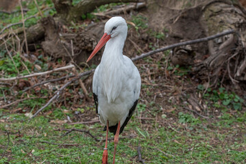 White stork