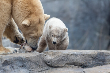 Polar Bear