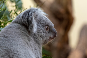 A cute koala.