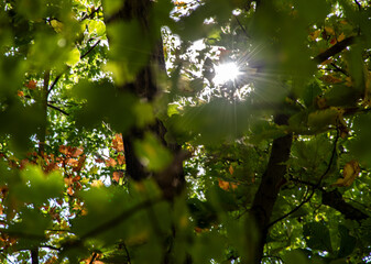 autumn leaves in the sun