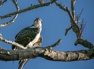 Osprey (Pandion haliaetus) perched on a tree branch in South Florida, USA