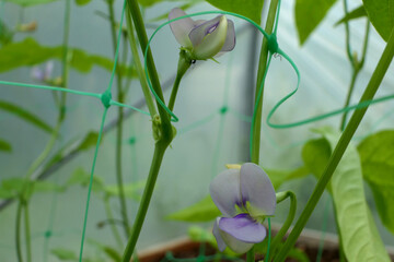 Beautiful delicate flowers of the Yard Long Bean plant (Vigna unguiculata), sometimes known as the...