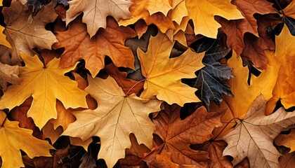 Naklejka na ściany i meble Captivating and enchanting autumn landscape with vibrant fall leaves in mesmerizing colors
