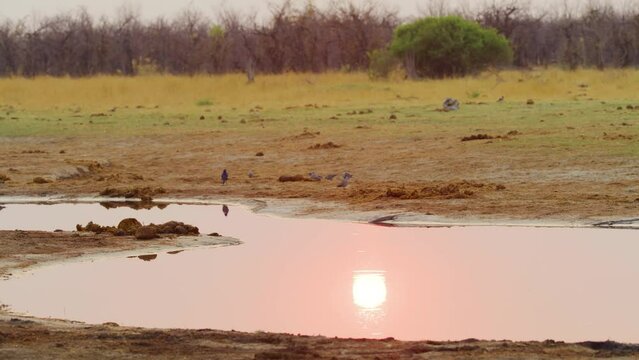 A flock of ring-necked dove (Streptopelia capicola) drinking water at a pond in south africa.