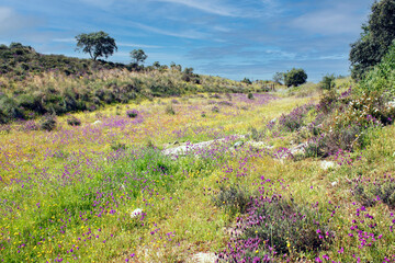 primavera no campo