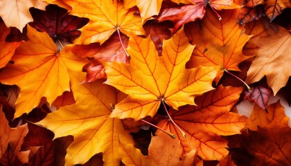 Naklejka na ściany i meble Captivating autumnal beauty a mesmerizing backdrop of vibrant fall leaves in enchanting autumn hues.