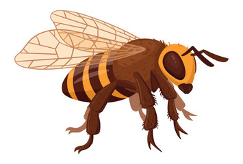 Cartoon bee. Honey bee insect, cute striped bumblebee. Winged insect isolated flat vector illustration