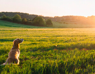 Un Perro Peludo Disfrutando del Sol en un Campo de Césped Verde