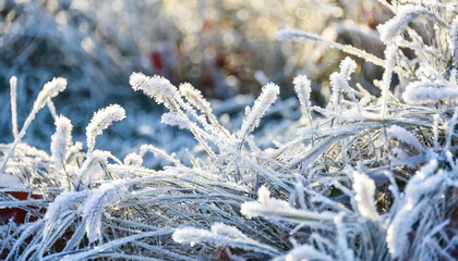 beautiful background image of hoarfrost in nature close up