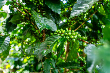 Fototapeta na wymiar Closeup view of a creen coffee bean plantation in Costa Rica