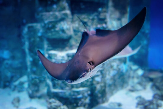 East American stingray (Rhinoptera bonasus). Сownose ray swim in blue water in an aquarium.
