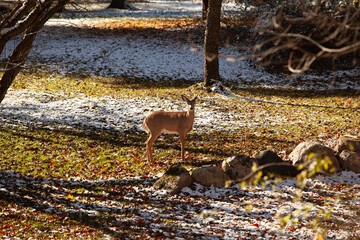 Deer eating apples