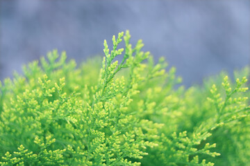 Spring nature. Young twigs of Thuja closeup. Fresh green leaves, branches of white cedar on blurred background. Young twigs of evergreen. White Cedar. Thuja green leaves.
 Ecology