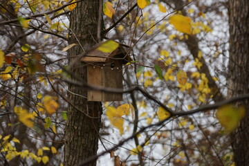 Birdhouse in the forest