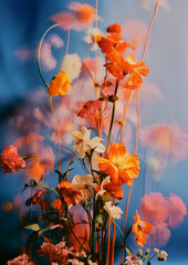 Multicolored flowers. Contrasts between the bright flowers and the dark blue background. Blurred pink flowers in the background. The rustic and strange look of floral decoration. Strong shadows.