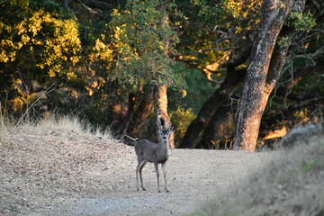 deer in the forest