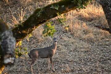 deer in the woods