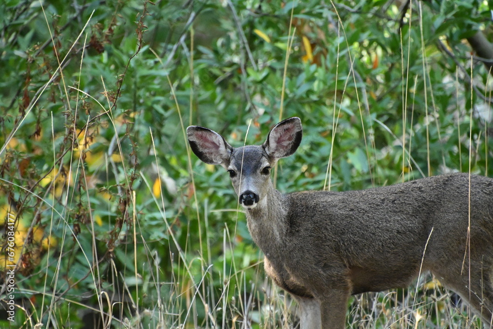 Poster deer in the forest