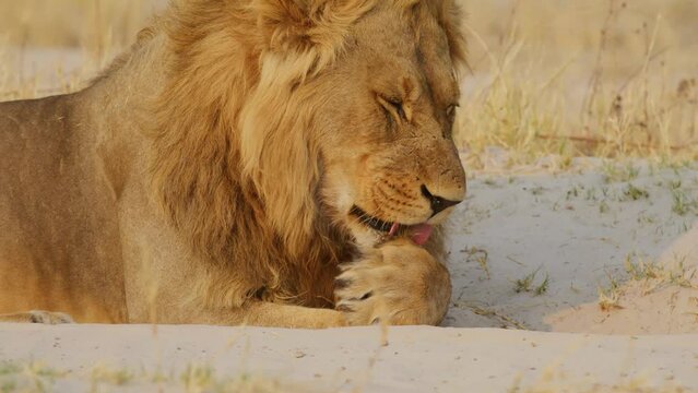 Close up of a Lion licking his paws.