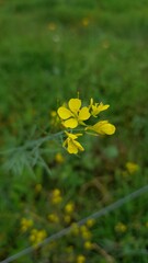 Obraz premium yellow flowers in the forest