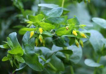 Cerinthe minor grows in nature