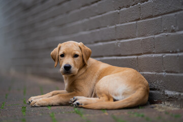 Golden Labrador