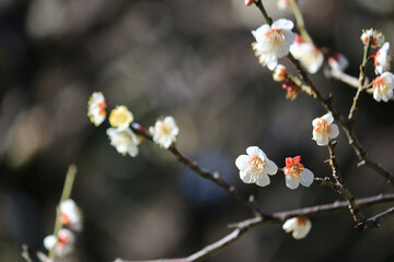 Beautiful Japanese scenery 