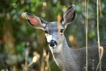 deer in the woods