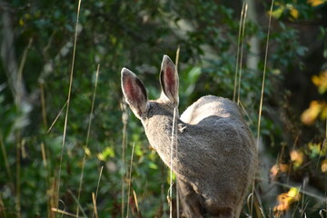 deer