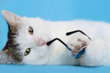 Fototapeta premium Cat is lying and resting on a blue background in blue sunglasses. Studio portrait of a white cat looking at camera. White cat are wear blue sunglass. Concept summer. Travel with pet concept. Vacation